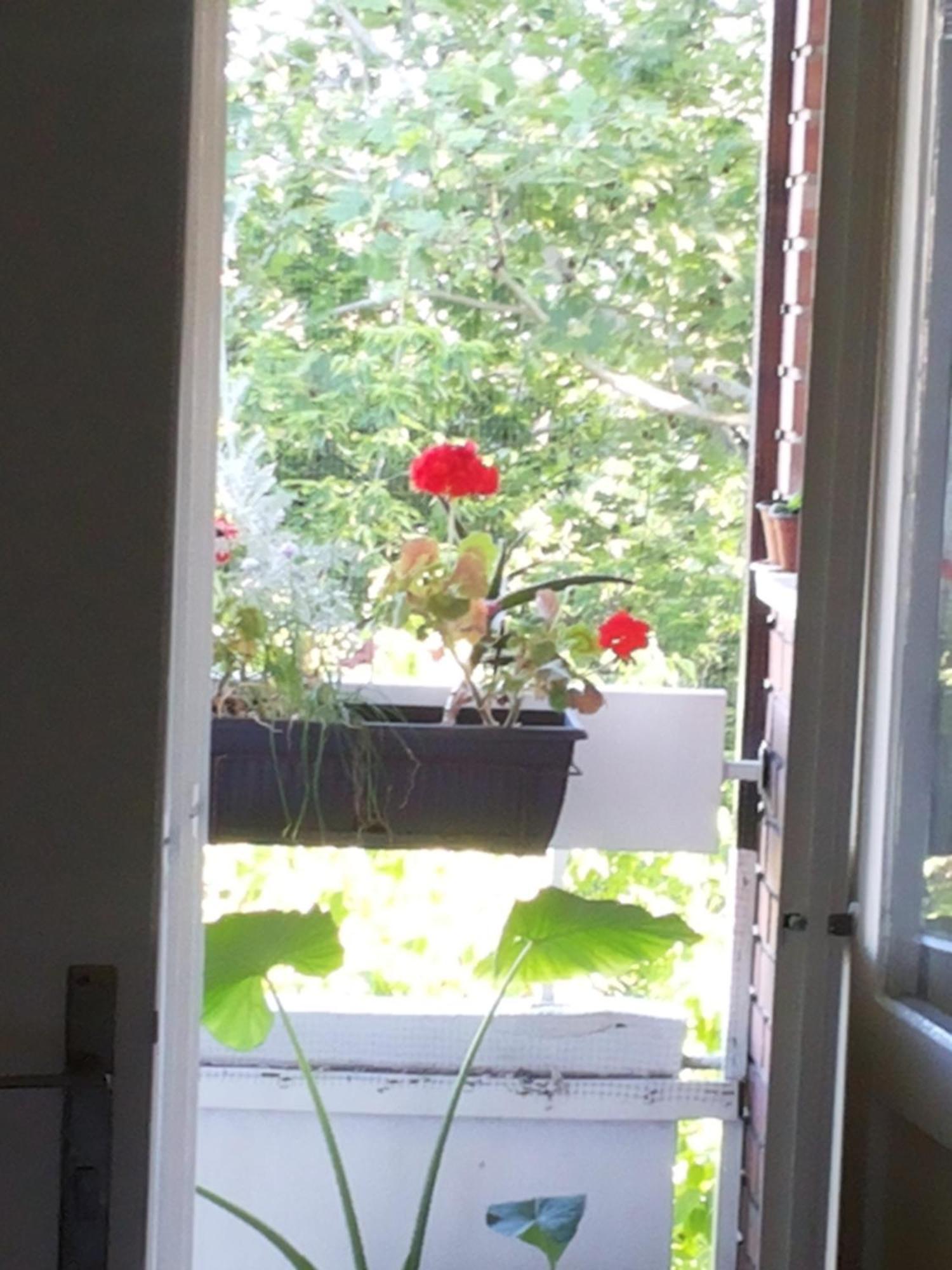 B&B Girasole Novi Sad Room photo